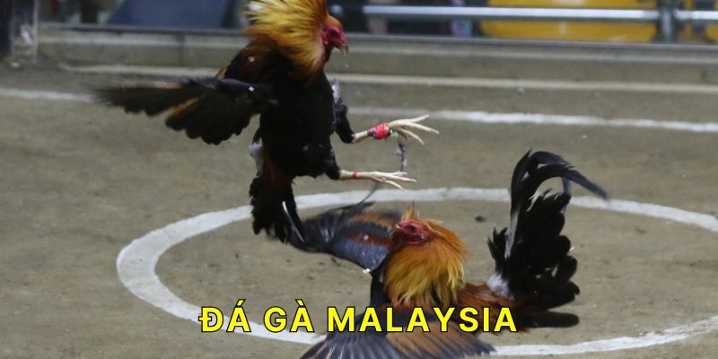 Đá Gà Malaysia